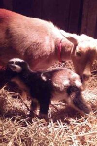 A Rough Goat Kidding Season Image